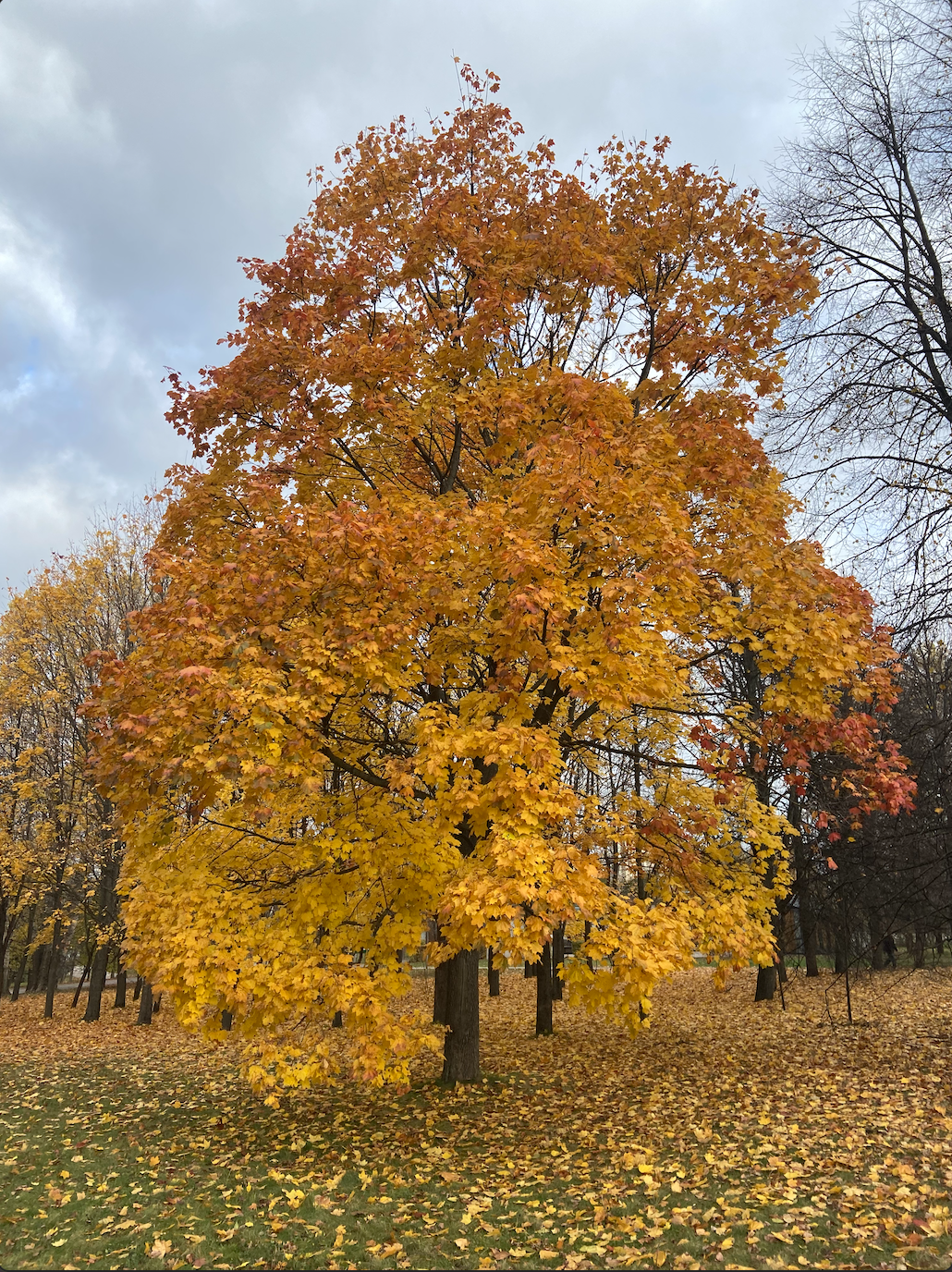 tree